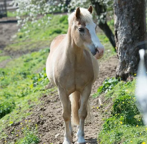 招待所 Seebichlhof